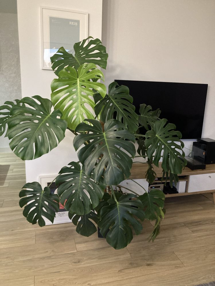 Piękna ogromna Monstera