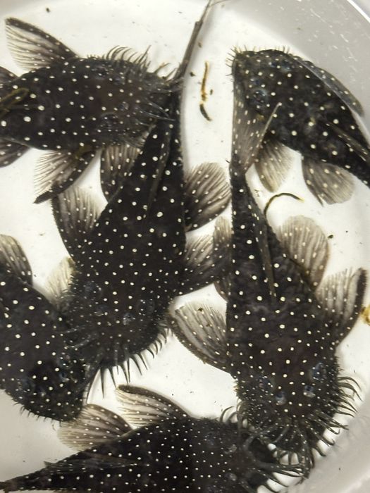 Ancistrus L184 F1 3,5-4cm wysylka