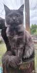 Kotka czarna dymna Maine Coon Tigre Gato *PL