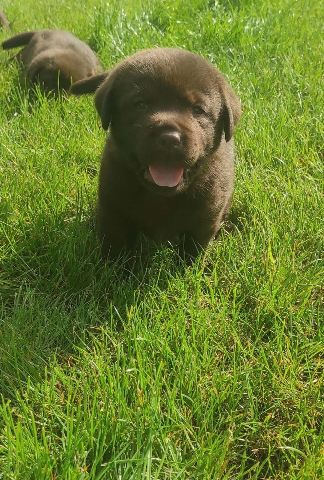 Labrador szczeniak czekoladowy