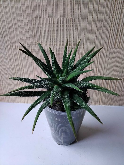 Хавортия Attenuata хавортия аттенуата