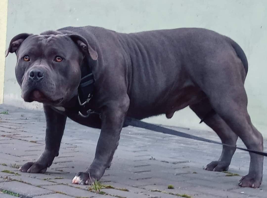 American staffordshire terrier