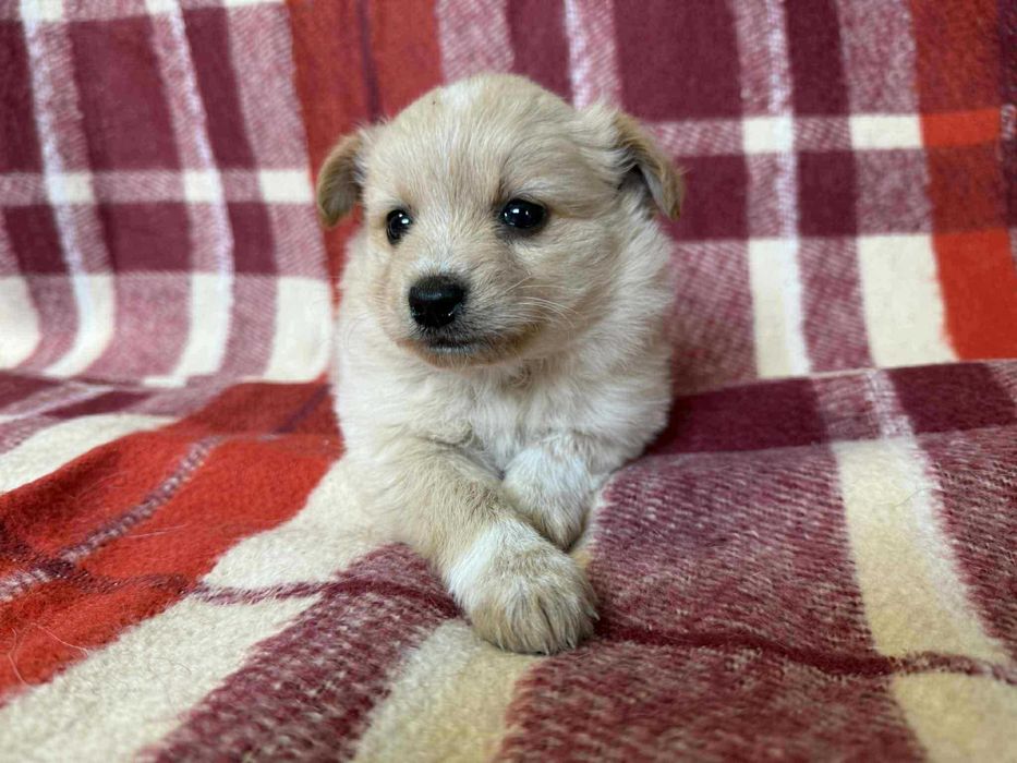 Psie dziecko CYNAMONEK