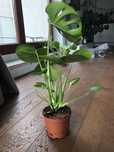 Monstera roslina domowa