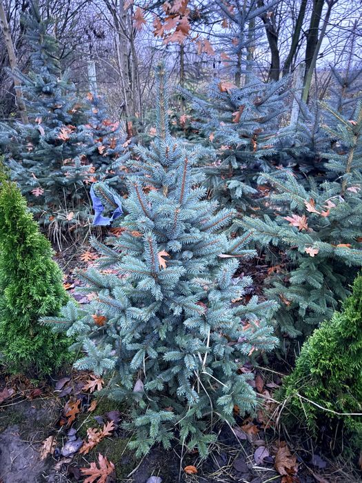 Ялинка боакитна декоративні рослини туї кипариси