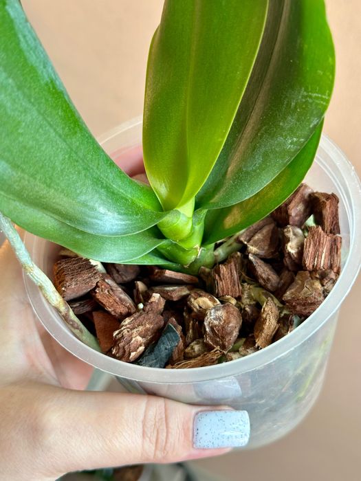 Орхідея сортова метелик, азіат.