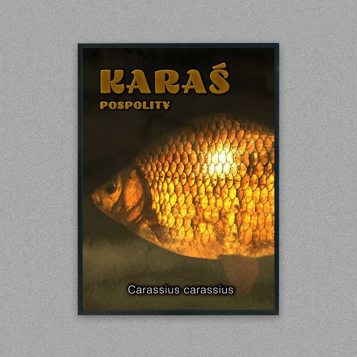 plakat do pokoju ryba karaś pospolity, plakat ryba karaś