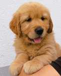Chłopczyk linii Amerykański Golden Retriever