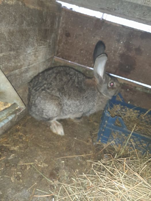 Продам  кроликів