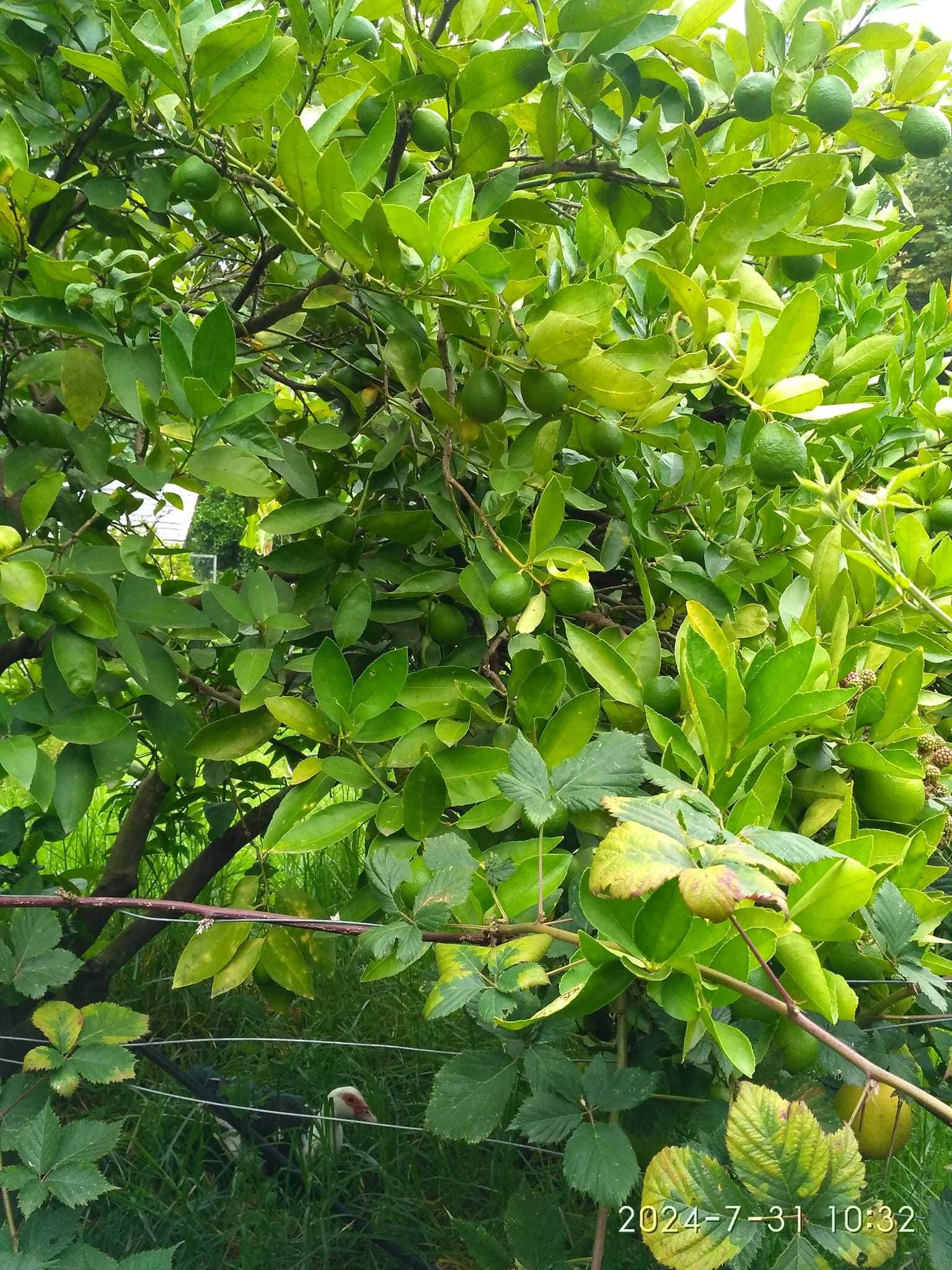 Limas - Frutos disponíveis