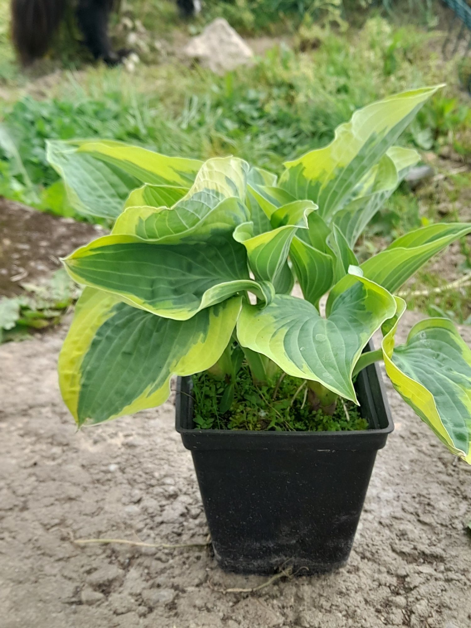 Hosta , funkia w odmianach 10+ 1 gratis