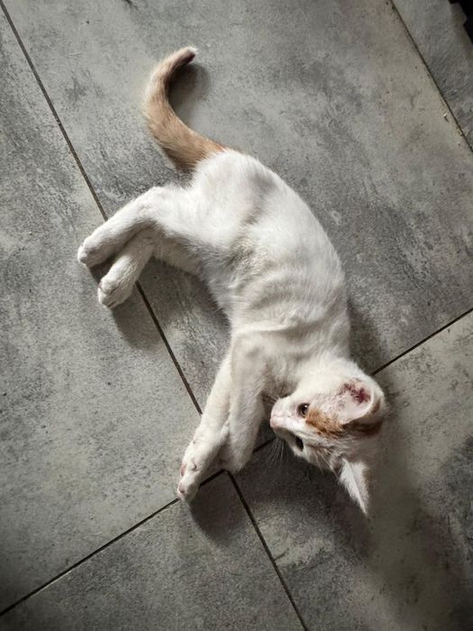 Karmelek wykastrowany