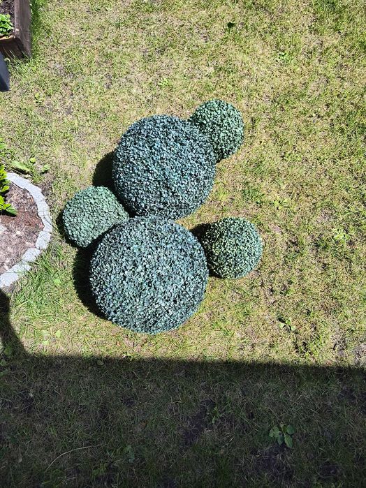 Kule bukszpanowe 5 sztuk