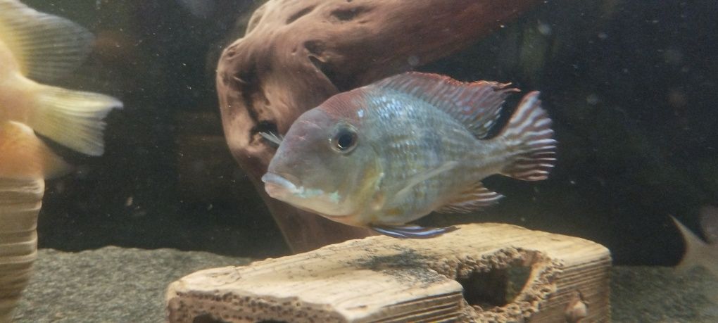 Ziemiojad Geophagus Red head tapajos