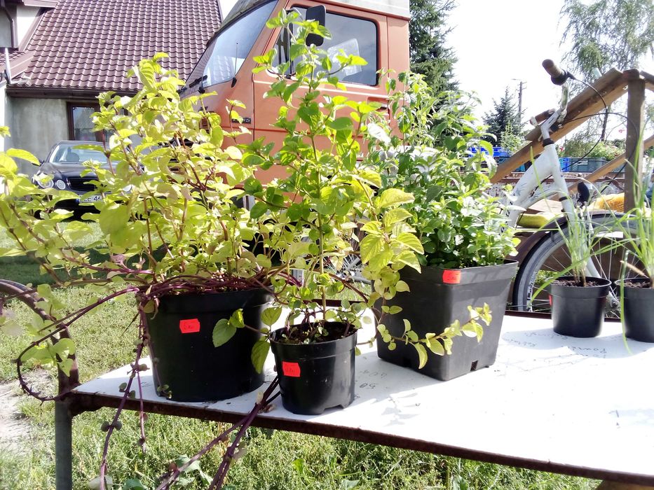Duże sadzonki mięty 10 zł