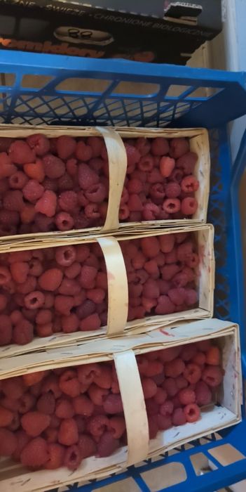 Świeża malina zbierana dzisiaj