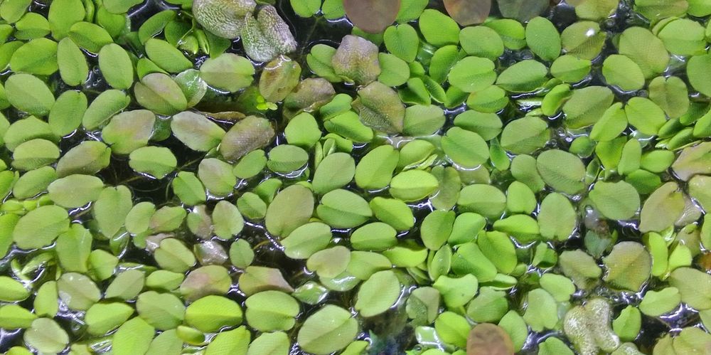 Salvinia natans roślina akwariowa