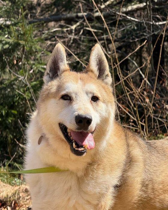 Чарлі, лайка, шукає дім