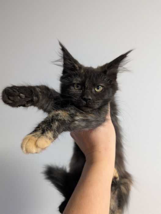 Clara czarna szylkretka Maine Coon Zapraszamy