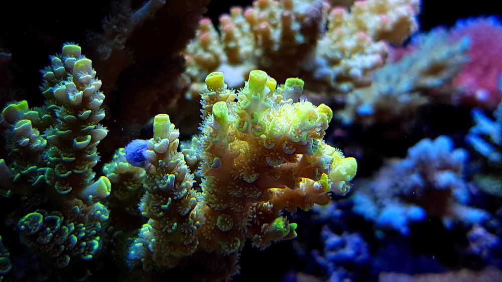 Acropora szczepki Mysłowice Woj.Śląskie