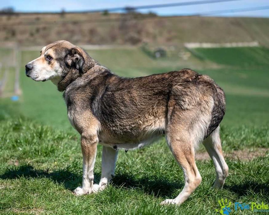 Ramona - kochana, bardzo miła większa suczka SCHRONISKO
