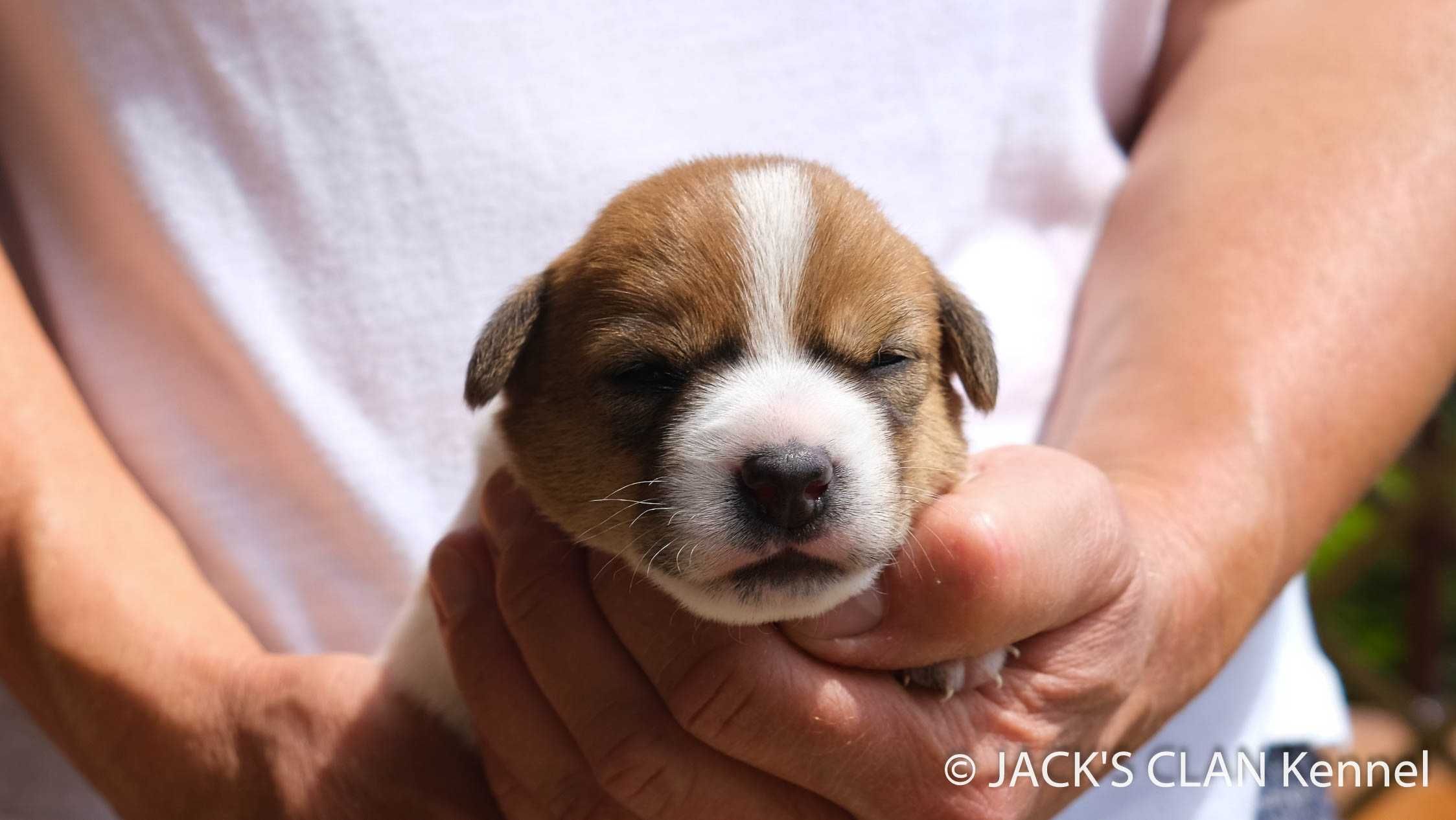Gładkowłosa suczka Jack Russell Terrier