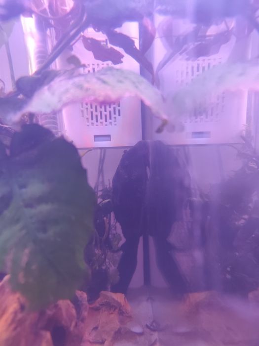 Zbrojnik lamparci plecostomus leopardi  25cm