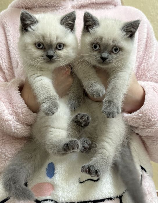 Британські котики