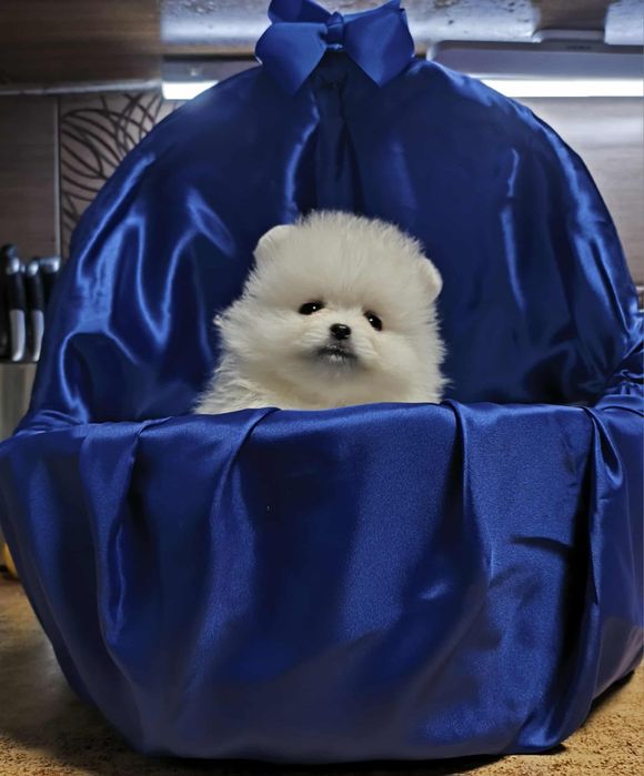 Шпиц померанский КСУ