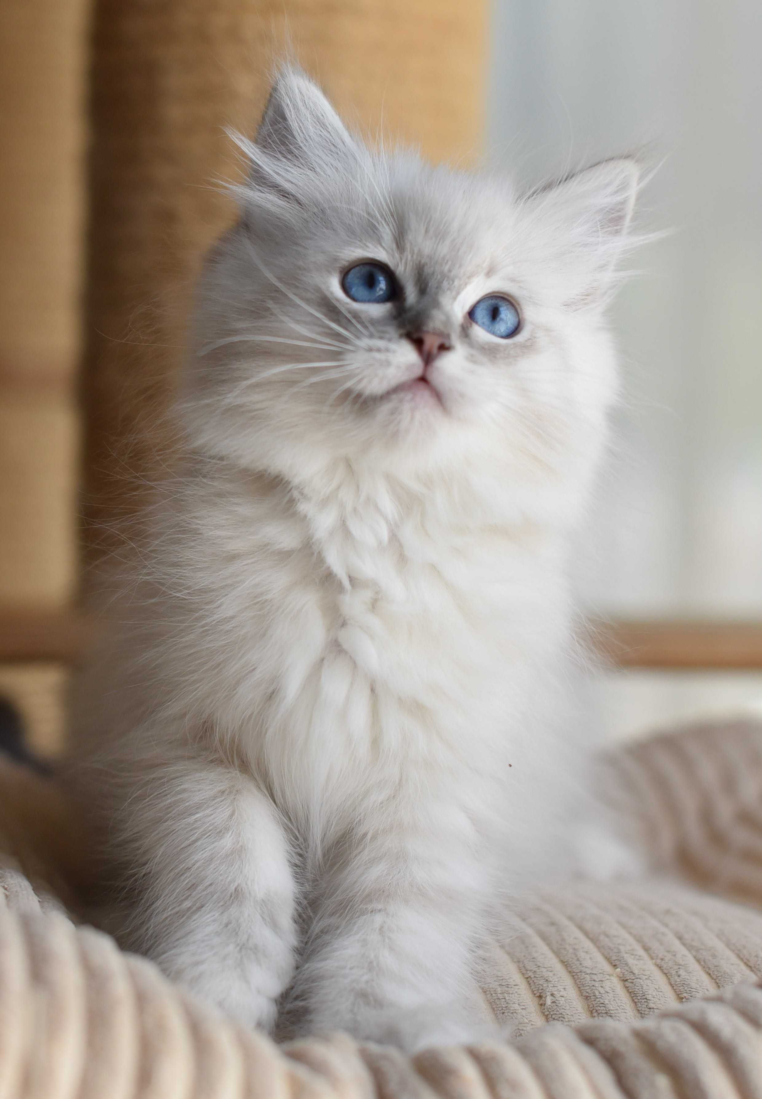 dziewczynka Ragdoll gotowa do zmiany domku