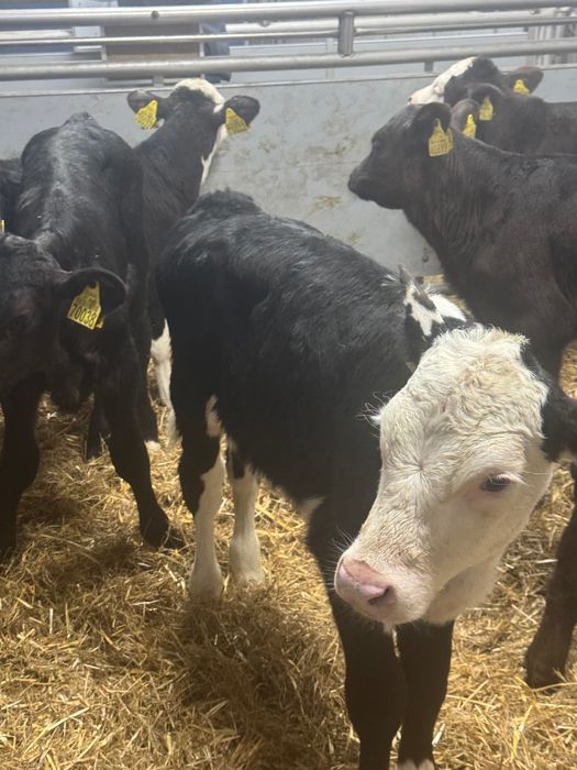 Sprzedam cielaki byki jałówki ras mięsnych oraz mieszańców