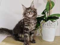 Maine Coon kotka