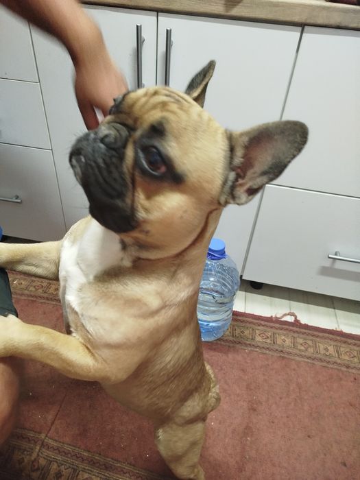 Собачка французький бульдог від усього вакценіпоаан