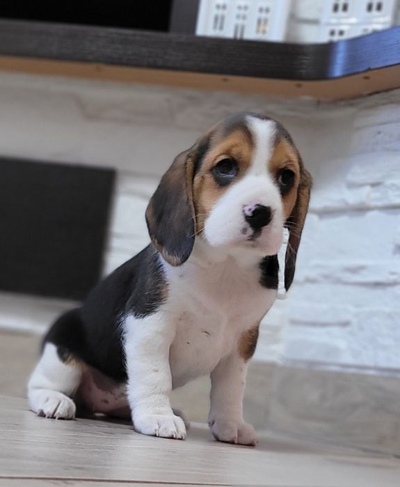 Beagle Tricolor Dostępny Piesek Dostępna Suczka