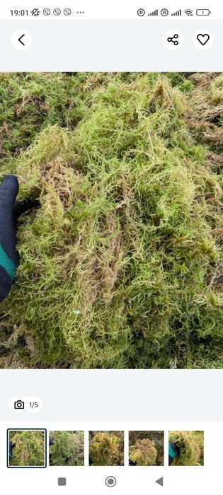 Живий Мох СФАГНУМ ОПТ/роздрі