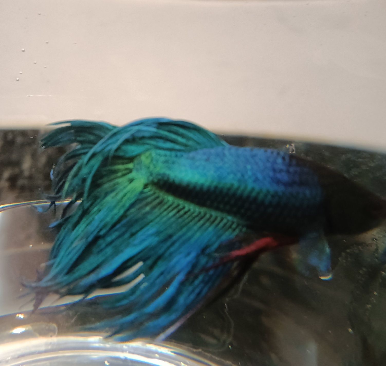 Betta Crown Tail