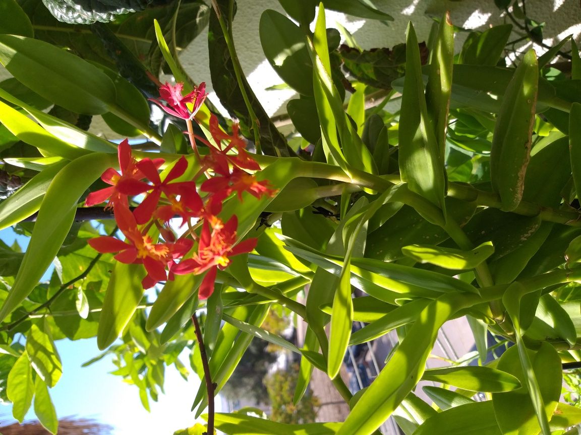 Orquídea Rara lindíssima. Cada muda