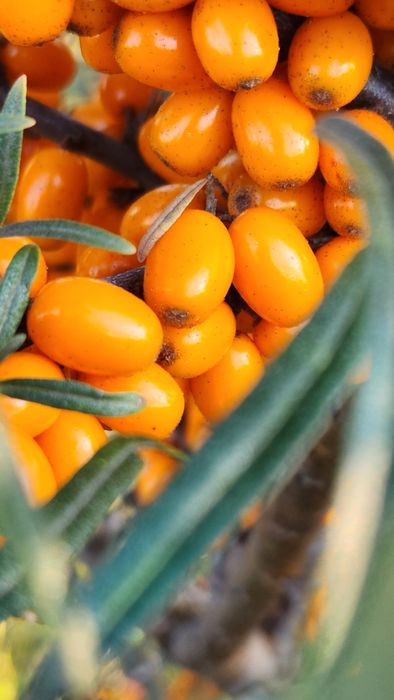 Саджанці обліпихи. Сорт: ГАБЕГО! Саженцы Облепихи!