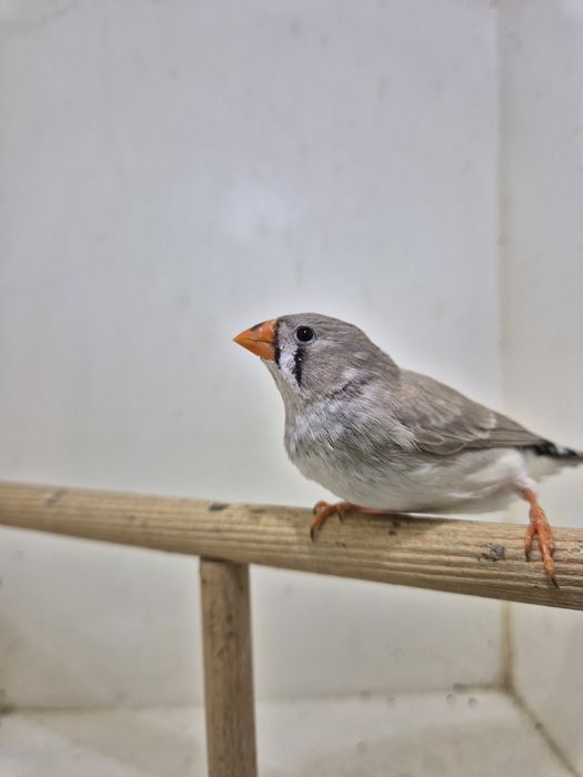 Sprzedam młodą zeberkę Samiczkę