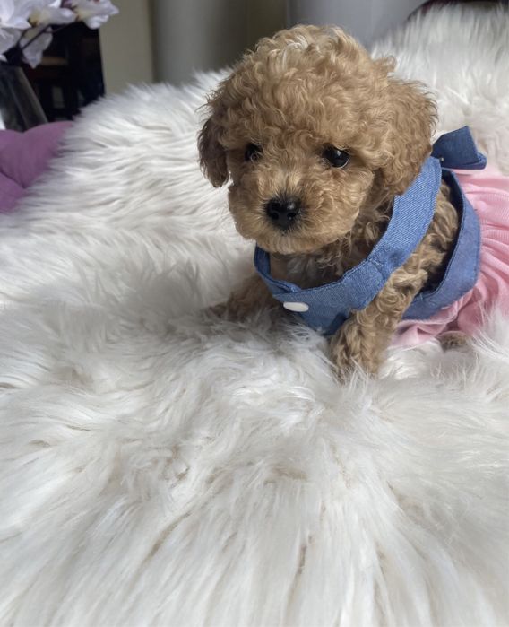 Мальтіпу ф1