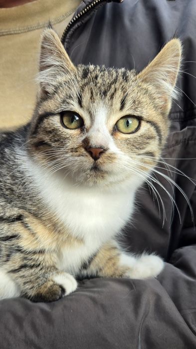 Шукає будинок  кошеня Ліза, вік 3 місяці