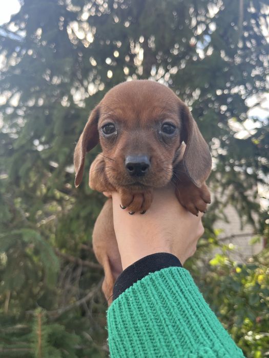 Такса дівчинка