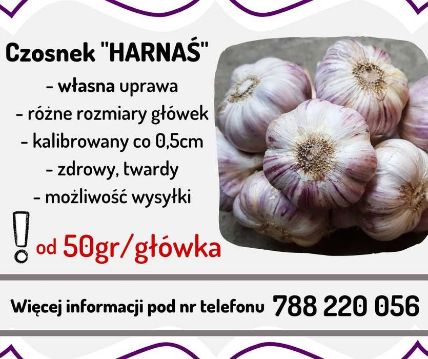 Czosnek zimowy HARNAŚ * możliwa wysyłka *