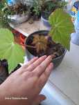 Begonia agora em flor