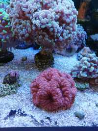 Koral Blastomusa Red morskie