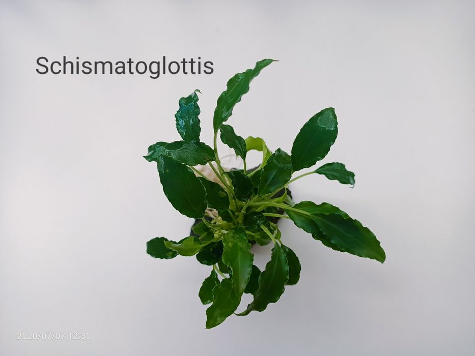 Różne skałki z roslinami - 15 sztuk + pistia