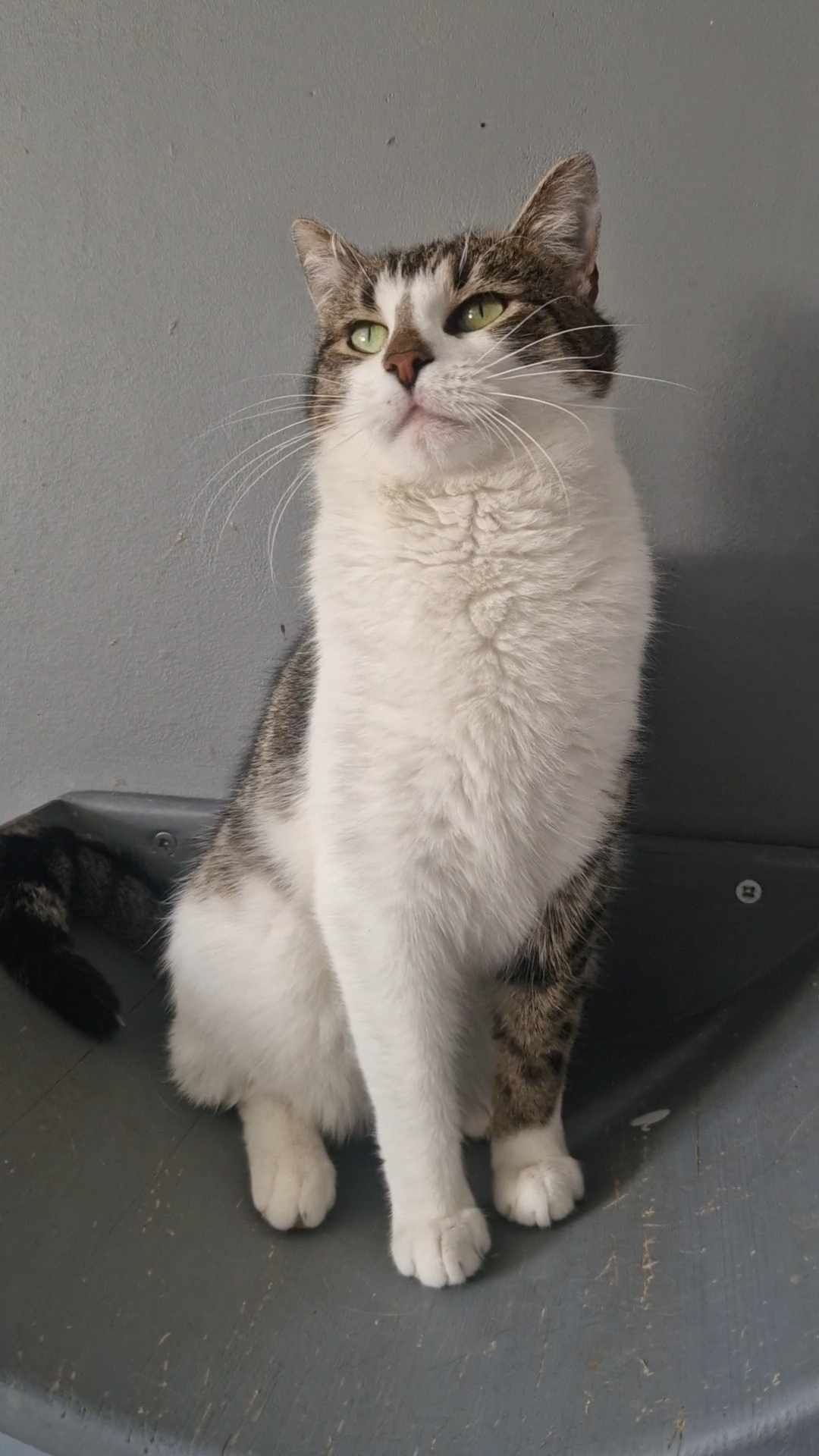 Garbek młody, kochany kocur kot do adopcji!