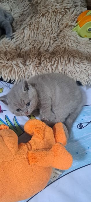 Zarezerwowany Kocurek liliowy brytyjski z rodowodem