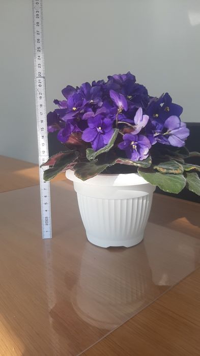 Fiołek afrykański fioletowy_roślina doniczkowa