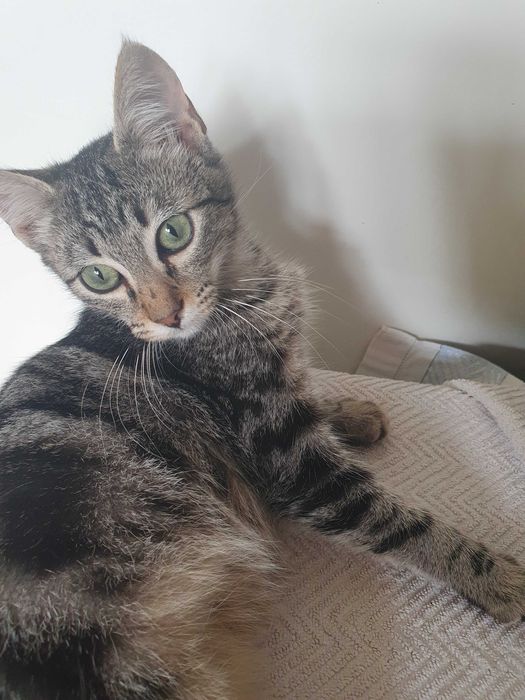 Oferece-se gatinho de 4-5 meses